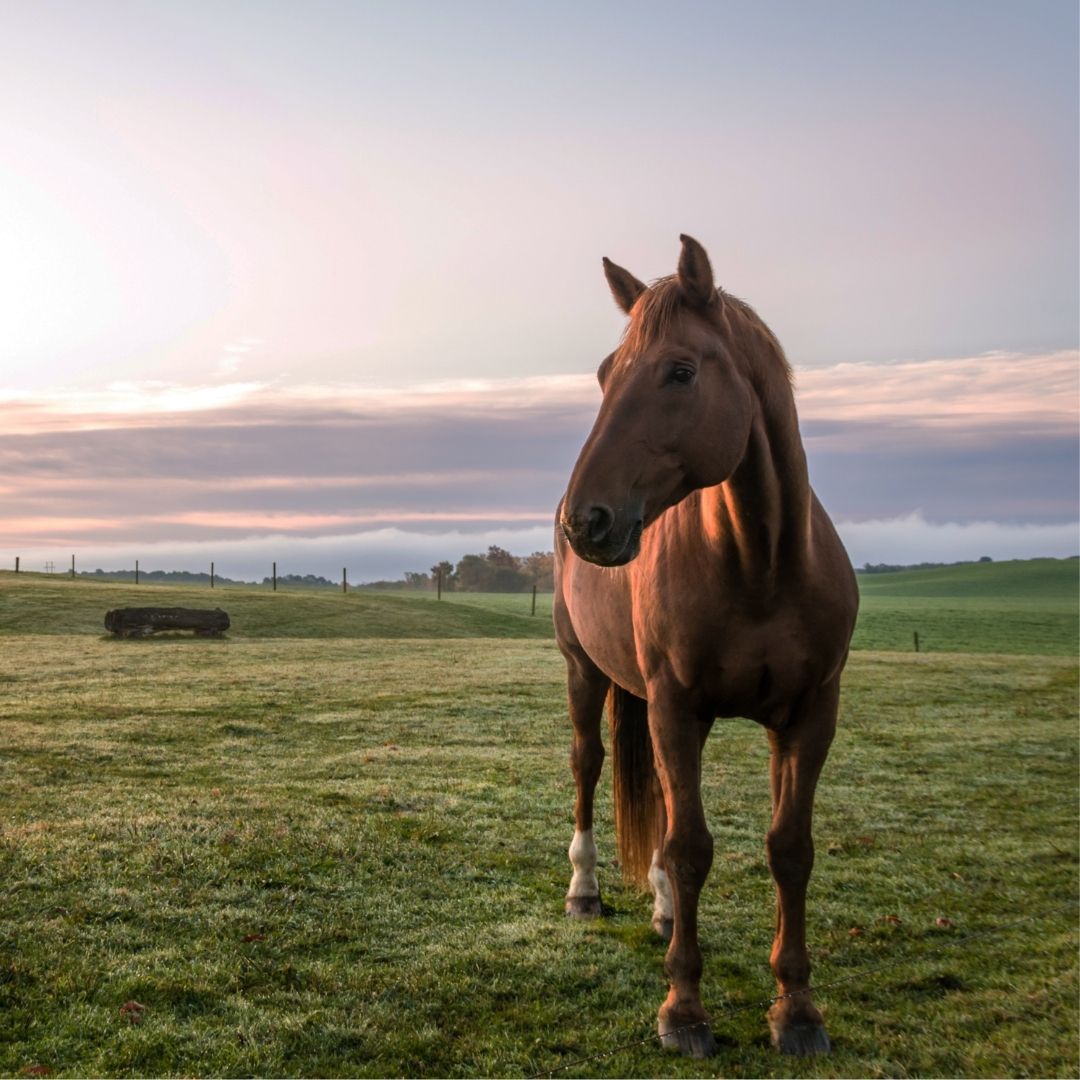 Ein Pferd steht bei Sonnenaufgang auf einer Weide, im Hintergrund ein grasendes Pferd und ein Zaun