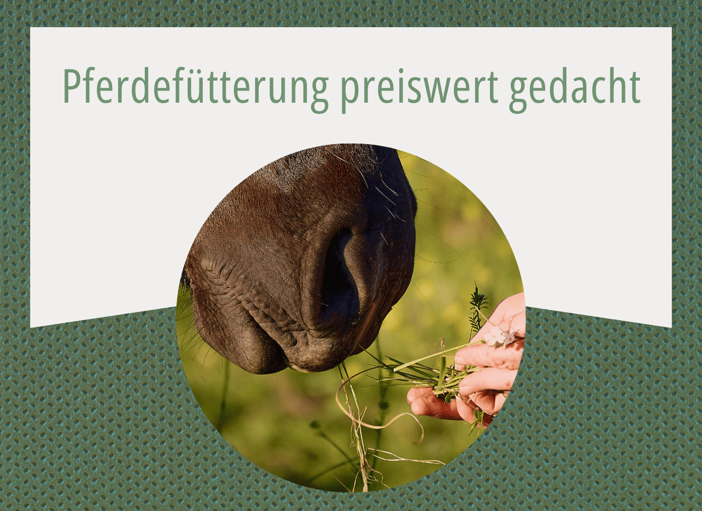 Pferdemaul frisst frische Kräuter und Gräser aus einer Hand