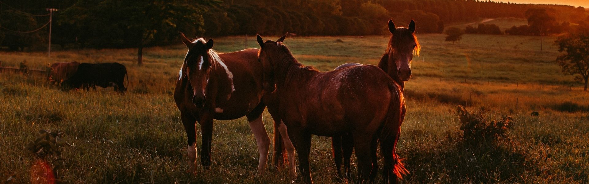 Drei Pferde stehen bei Sonnenuntergang auf einer Weide, im Vordergrund liegen mehrere rotbraune Hunde im Gras