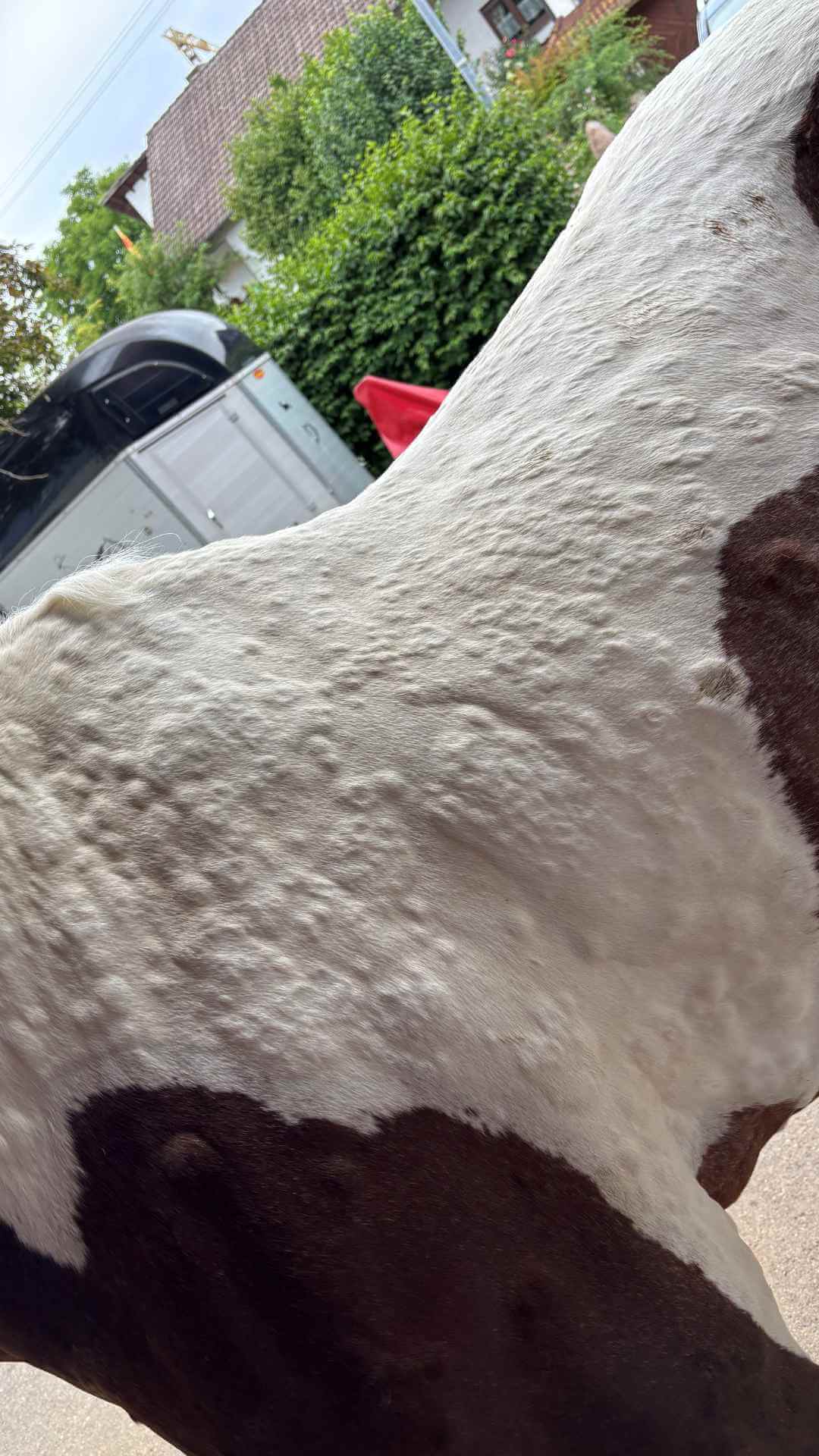 Hals der Paintstute Haida von der Seite mit unzähligen erhabenen Quaddeln im weißen Fell