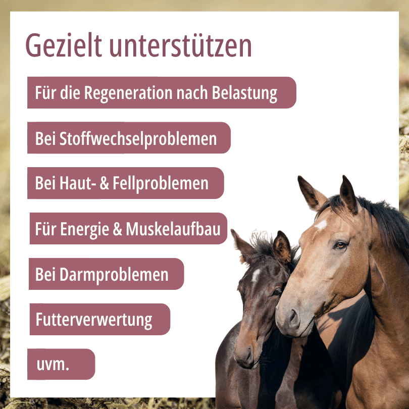 Zwei Pferde zu HBD Vital® HorseMineral MBAfrei: Einsatzbereiche u. a. für die Regeneration nach Belastung, bei Stoffwechselproblemen sowie bei Haut- und Fellproblemen