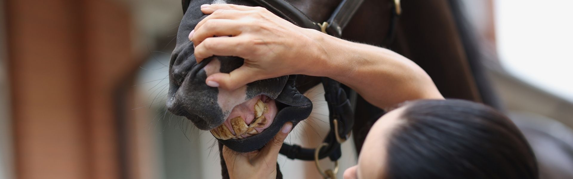 Eine Hand hebt die Lippe eines Pferdes an, die Zähne werden für eine Kontrolle sichtbar