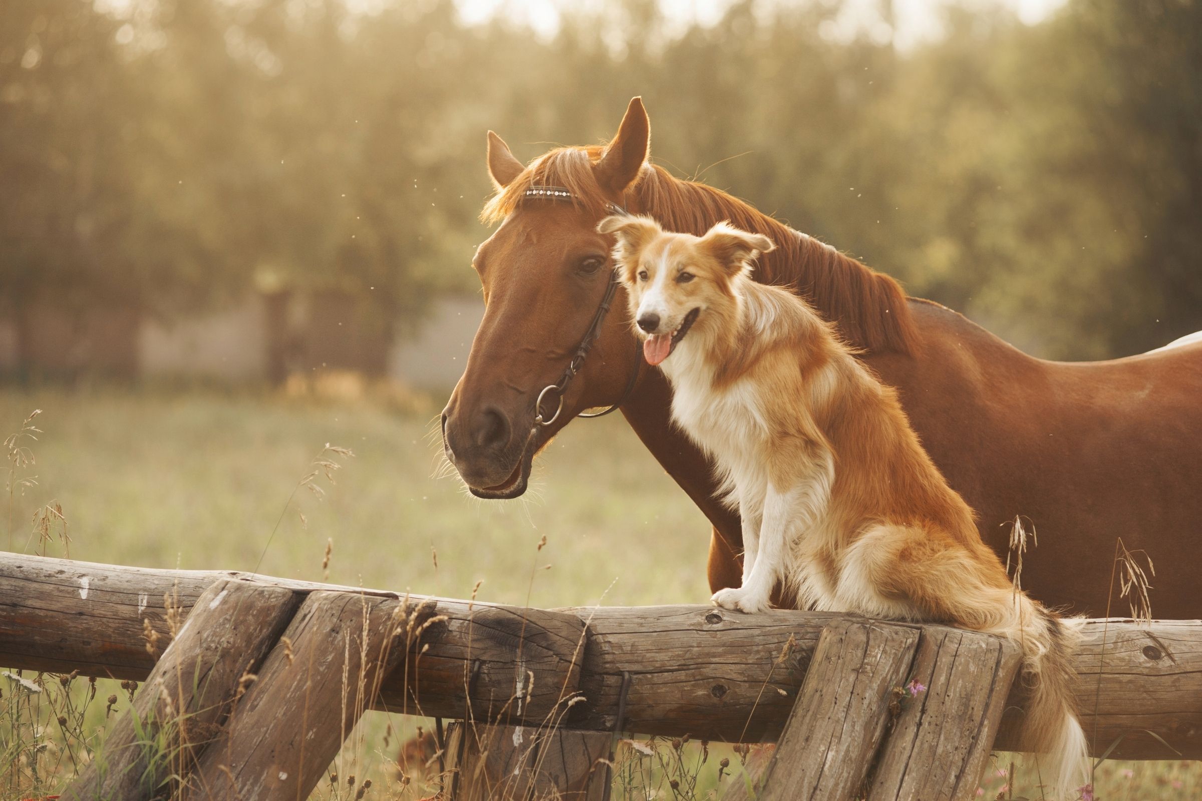 Ein Pferd und ein rot-weißer Hund kuscheln Kopf an Kopf an einem Holzzaun, die linke Bildhälfte ist als freie Fläche für Text gehalten