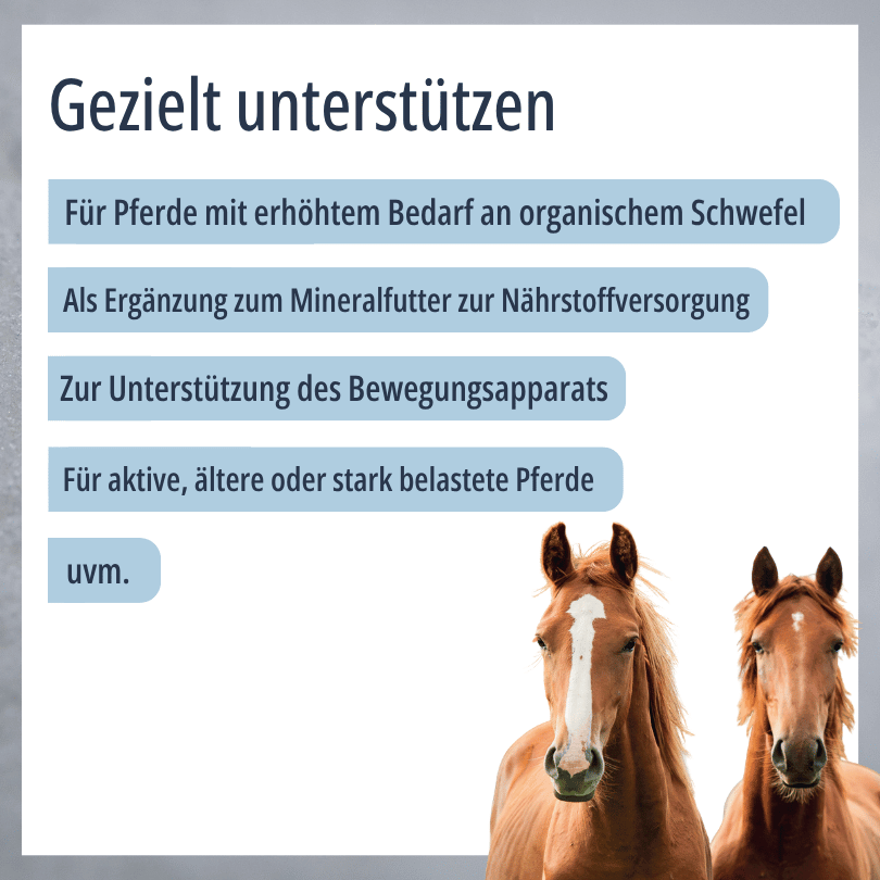 Zwei Pferde zu HBD Vital® MSM: Einsatzbereiche u. a. bei erhöhtem Bedarf an organischem Schwefel, zur Unterstützung des Bewegungsapparats sowie für aktive, ältere oder stark belastete Pferde