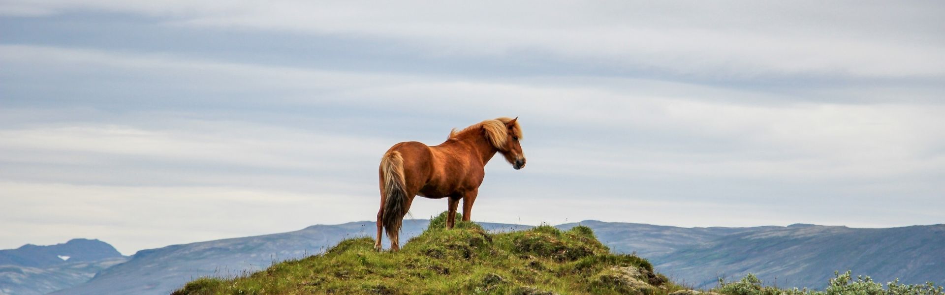 Ein Islandpferd steht allein auf einer grasbewachsenen Anhöhe vor Berglandschaft