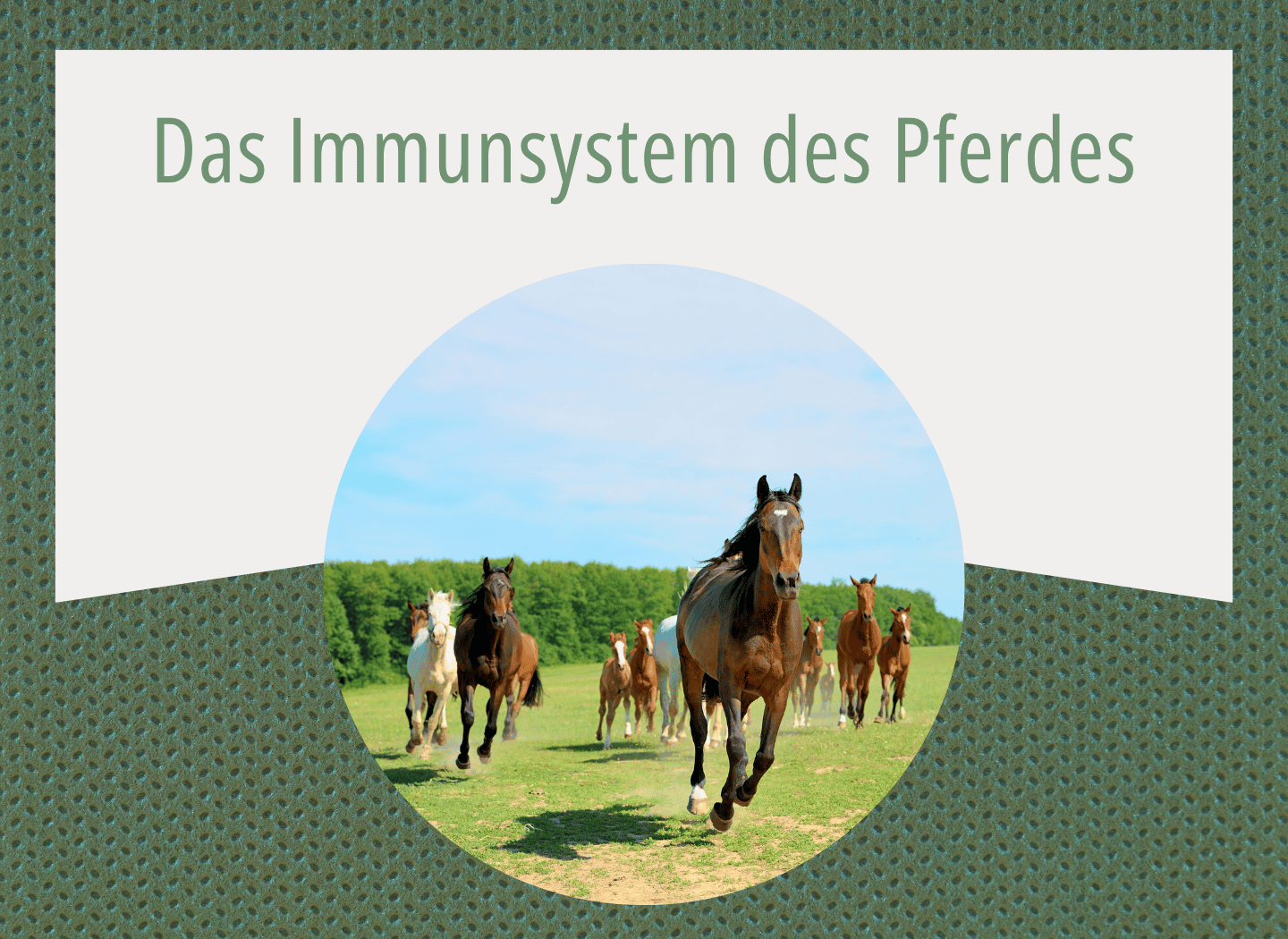 Pferdeherde mit Fohlen galoppiert über eine grüne Weide vor blauem Himmel