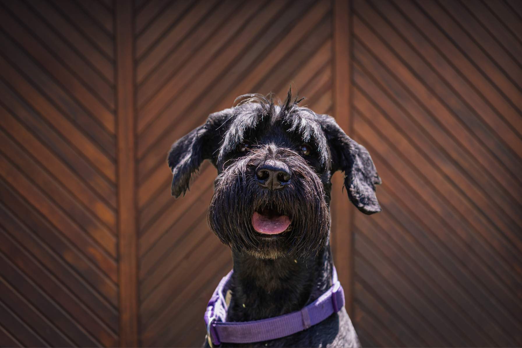 Luise, der Hund von HBD Vital®, schaut freundlich in die Kamera