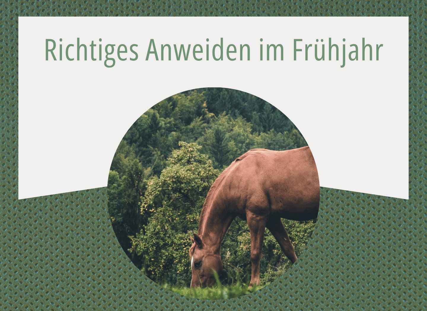 Fuchsfarbenes Pferd grast im Frühjahr auf einer grünen Weide vor Bäumen und Sträuchern
