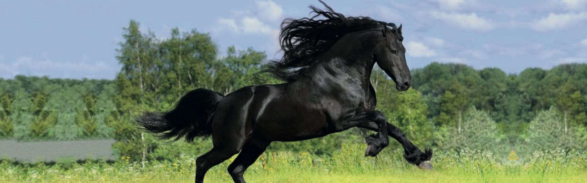 Ein schwarzes Pferd mit langer, wehender Mähne galoppiert über eine grüne Wiese