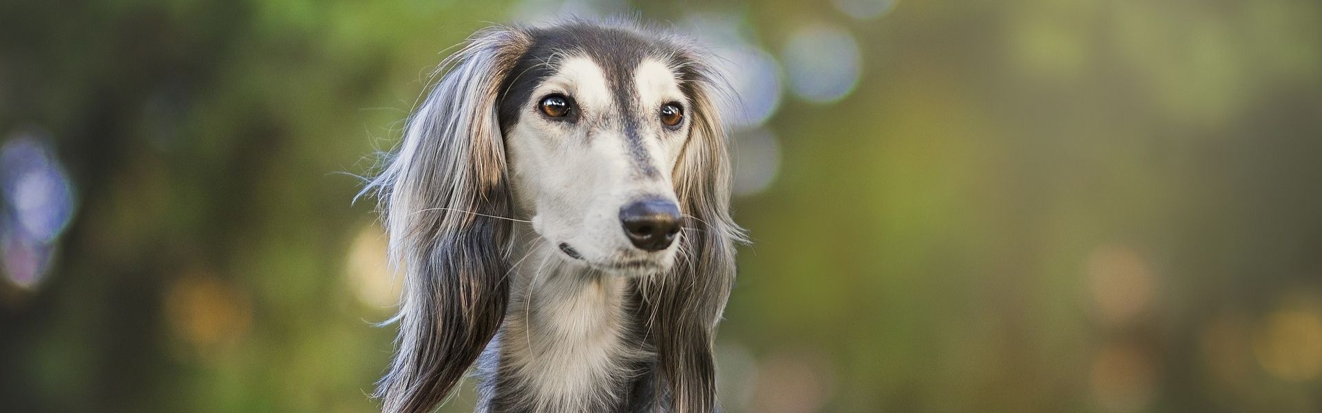 Portrait eines langhaarigen Saluki mit seidigem, hellem Fell vor grünem Bokeh-Hintergrund
