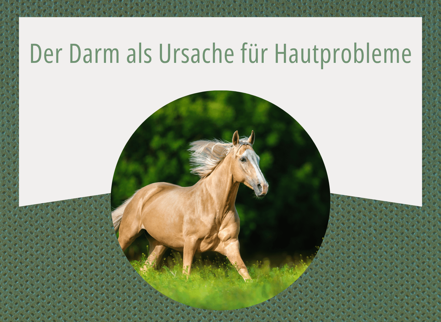 Goldfarbenes Pferd mit heller Mähne läuft über eine grüne Wiese vor dunklem Blattgrün