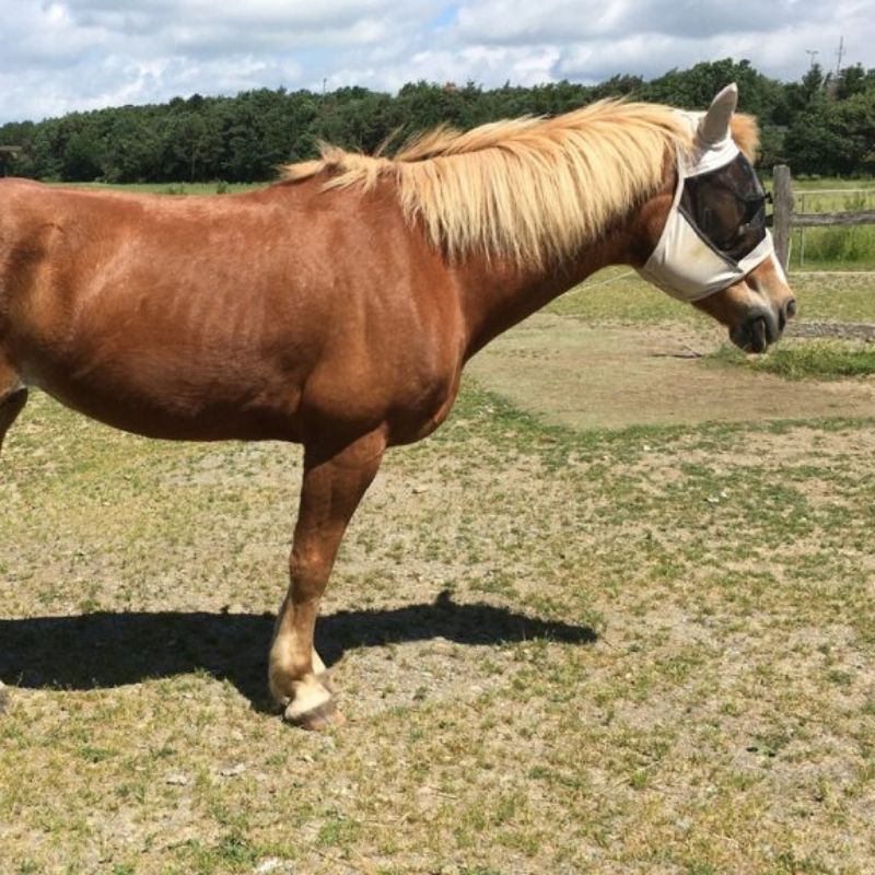 Haflingerstute Dusty auf einer Wiese, betroffen von Knie-Arthrose, COPD und Cushing-Syndrom
