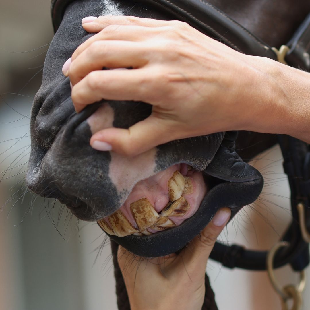 Eine Hand hebt die Lippe eines Pferdes an, die Zähne werden für eine Kontrolle sichtbar