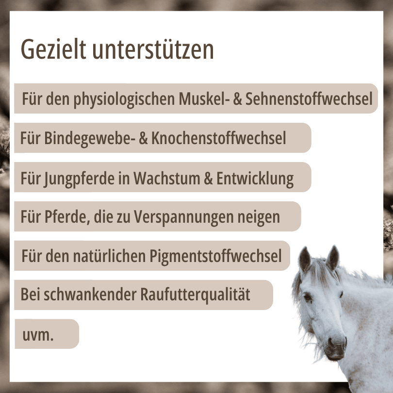Weißes Pferd zu HBD Vital® MonoMangan: Einsatzbereiche u. a. für den Muskel-, Sehnen- und Bindegewebsstoffwechsel, für Jungpferde in Wachstum und Entwicklung sowie bei schwankender Raufutterqualität