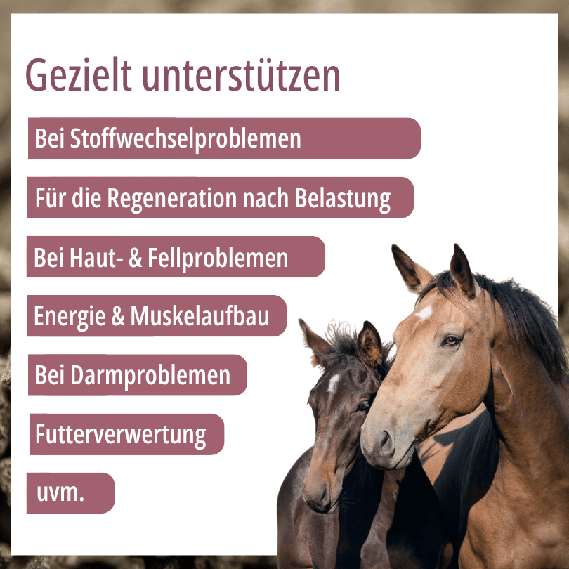 Zwei Pferde zu HBD Vital® HorseMineral MBAfrei: Einsatzbereiche u. a. bei Stoffwechselproblemen, für die Regeneration nach Belastung sowie bei Haut- und Fellproblemen