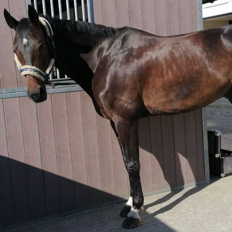 Pferd Fritz, das an Sarkoiden und equinem Asthma leidet, vor einem Stall