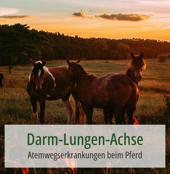 Mehrere Pferde stehen auf einer Weide. Im Hintergrund ein Wald. DEr Text "Darm-Lungen-Achse: Atemwegserkrankungen beim Pfer" steht drauf und weisst auf den Fachbericht hin.
