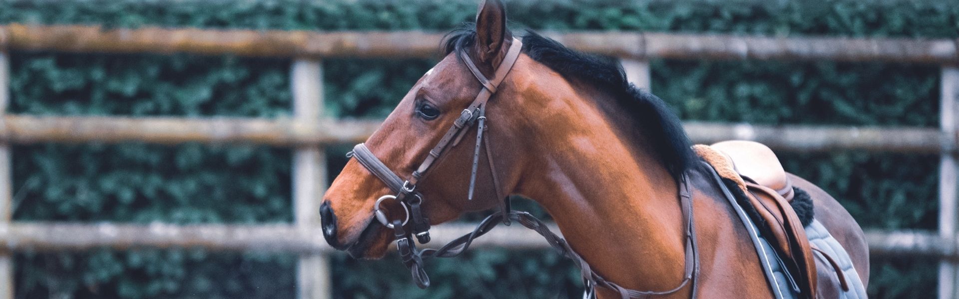 Nahaufnahme eines Pferdekopfs mit Trense, im Hintergrund ein Zaun und eine Hecke auf dem Reitplatz
