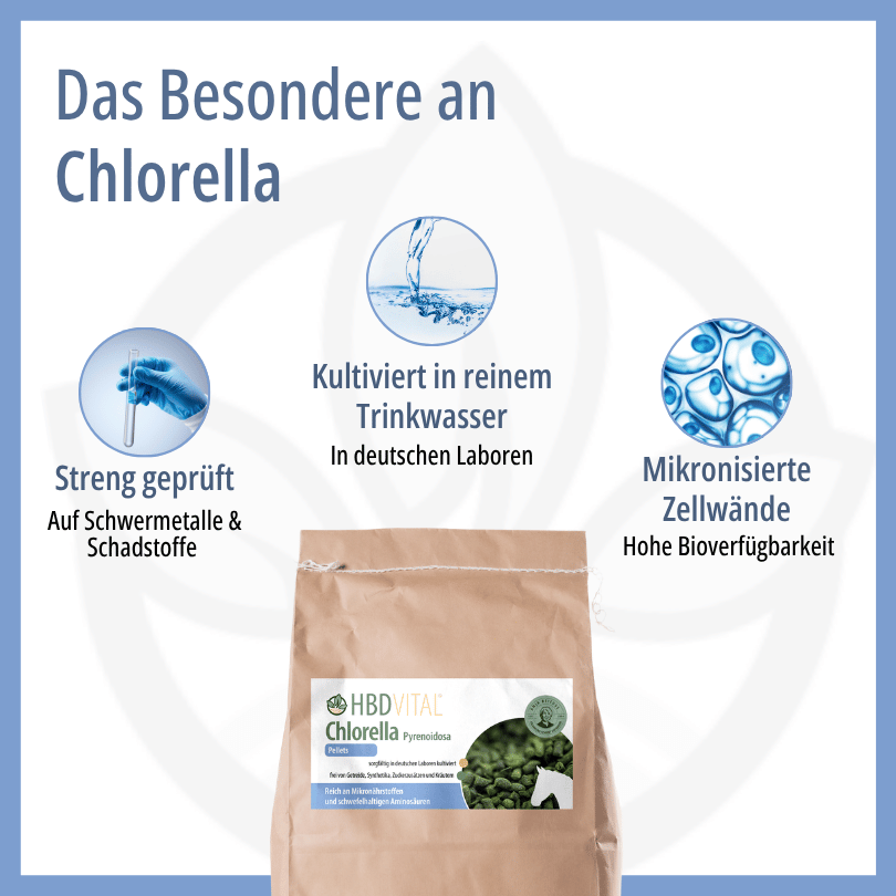 Infografik zu HBD Vital® Chlorella: streng geprüft auf Schwermetalle und Schadstoffe, kultiviert in reinem Trinkwasser in deutschen Laboren, mikronisierte Zellwände für hohe Bioverfügbarkeit