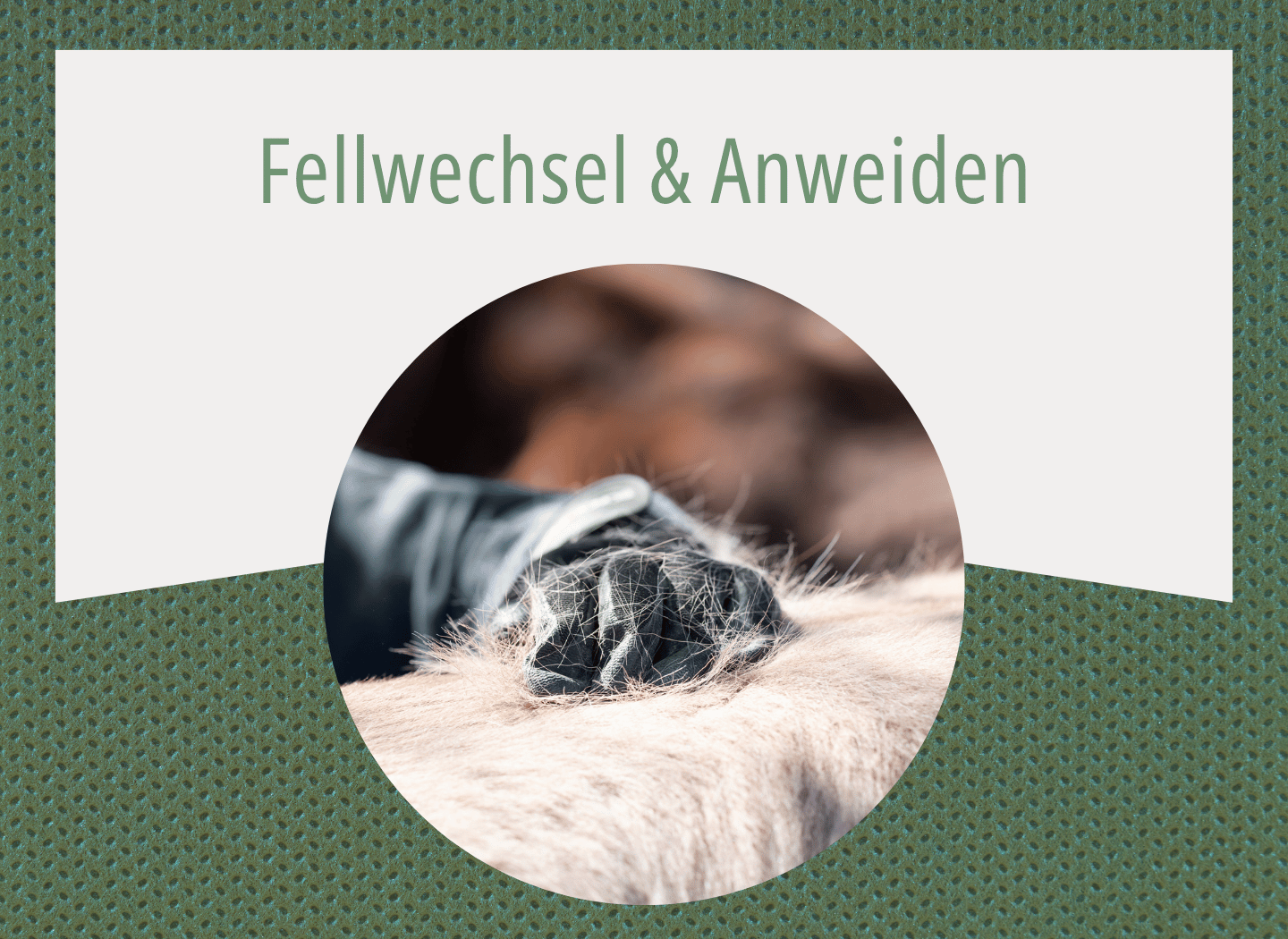 Nahaufnahme von Pferdefell beim Fellwechsel, loses Winterfell wird mit einem Striegel herausgebürstet