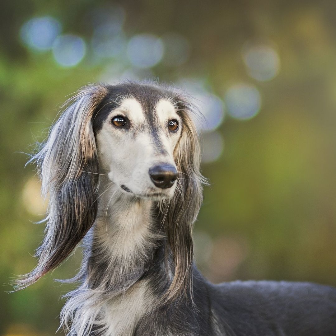 Portrait eines langhaarigen Saluki mit seidigem, hellem Fell vor grünem Bokeh-Hintergrund