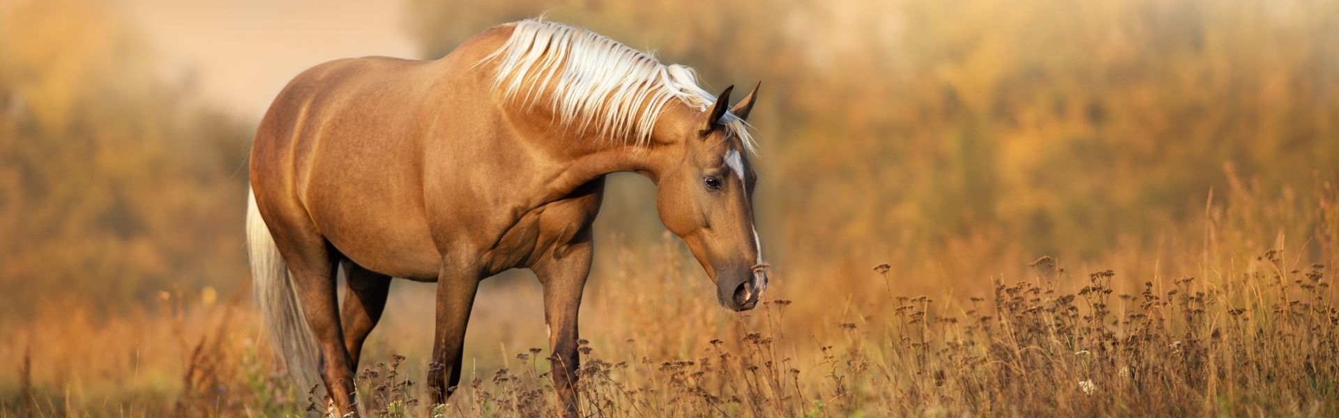 Ein cremefarbenes Pferd mit weißer Mähne grast in einer goldenen Wiese im warmen Abendlicht