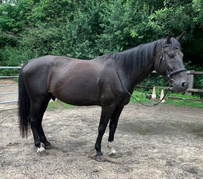 Pferd Lantwin steht auf einem Paddock und steht mit allen Beinen auf dem Boden. Er sieht deutlich gesünder und besser aus