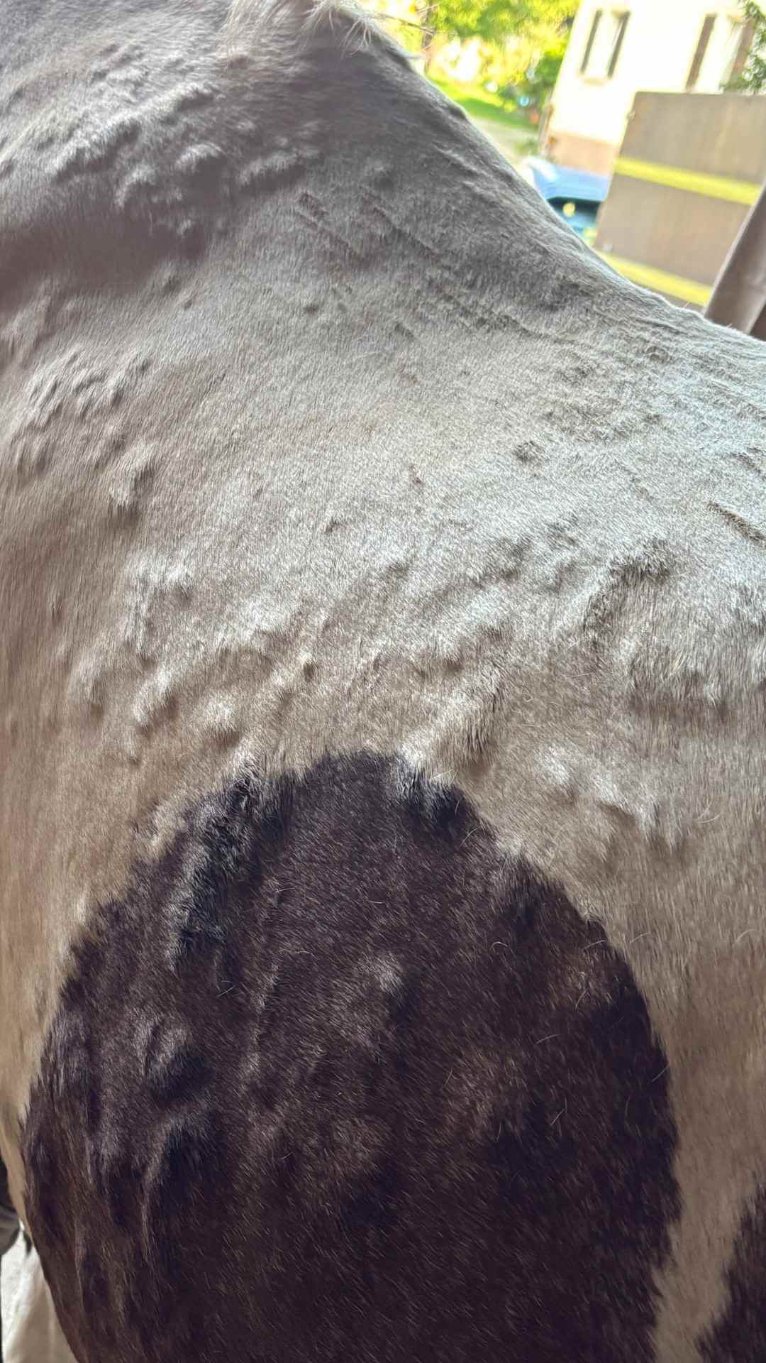 Paintstute Haida in Seitenansicht vor einem Haus, mit glattem Fell und rotem Halfter