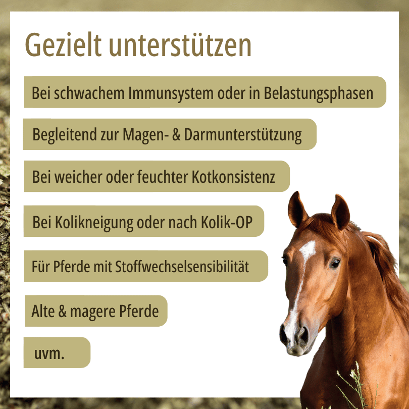Pferd zu HBD Vital® DigestoVit® ohne Bierhefe: Einsatzbereiche u. a. bei Immunsystem, Magen-Darm-Unterstützung, Stoffwechsel-Sensibilität sowie für alte und magere Pferde