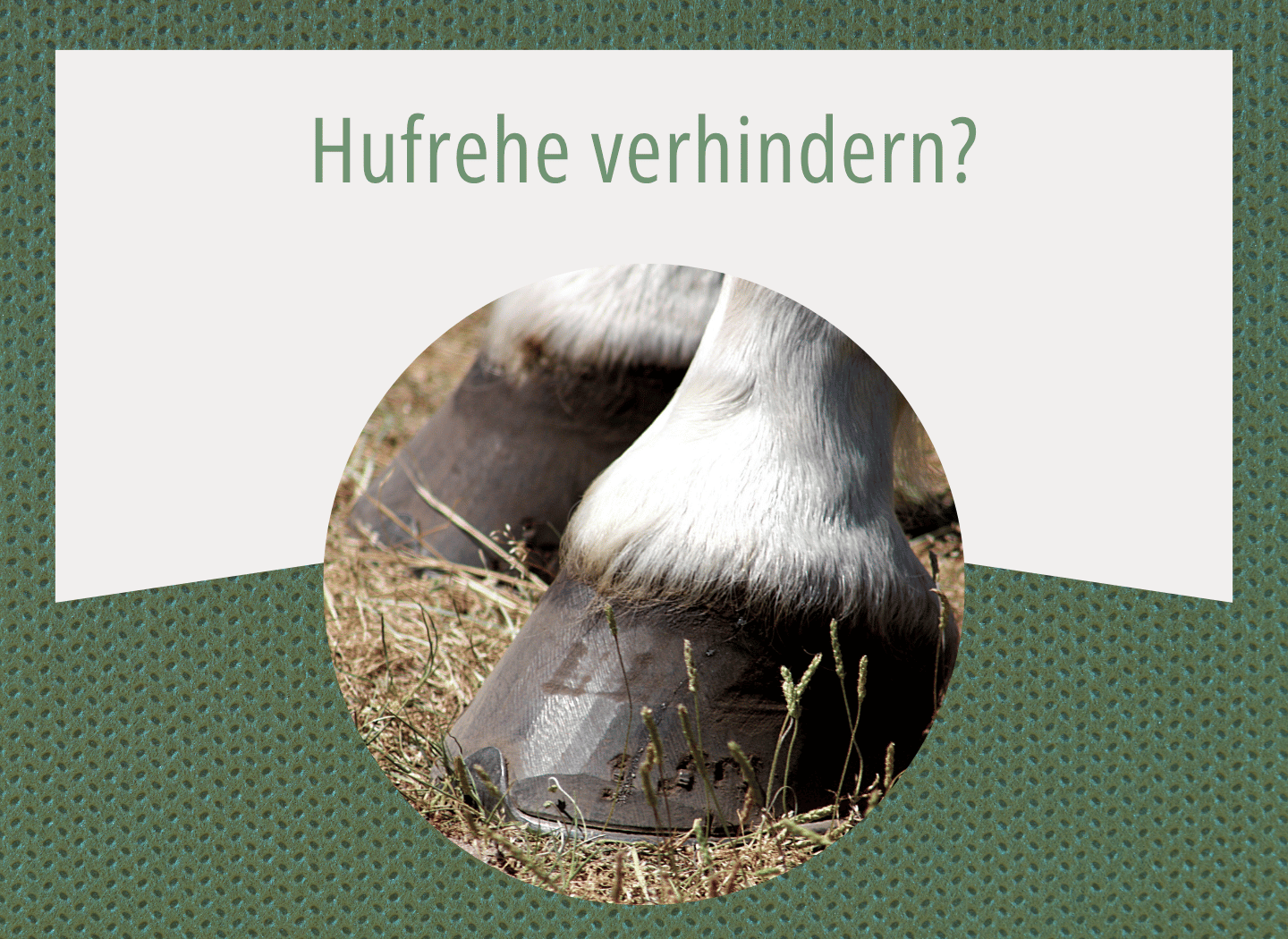Nahaufnahme eines Pferdehufs mit weißem Fesselbein auf trockenem Gras und Stroh