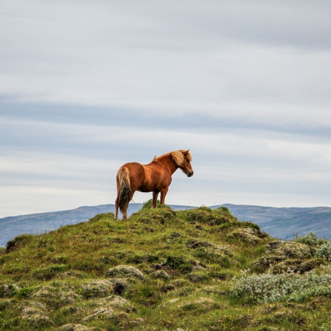 Ein Islandpferd steht allein auf einer grasbewachsenen Anhöhe vor Berglandschaft