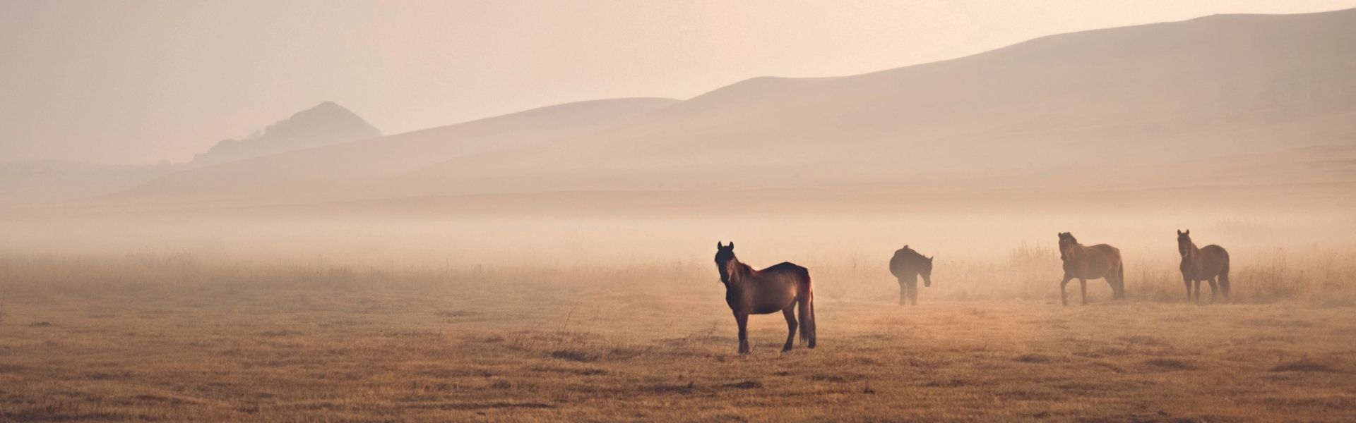 Mehrere Pferde stehen als Silhouetten in einer weiten, nebligen Landschaft vor sanften Hügeln