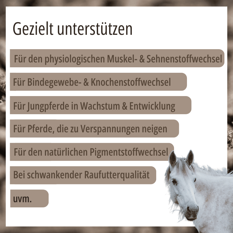 Weißes Pferd zu HBD Vital® MonoMangan A/F: Einsatzbereiche u. a. für den Muskel-, Sehnen- und Bindegewebsstoffwechsel, für Jungpferde in Wachstum und Entwicklung sowie bei schwankender Raufutterqualität