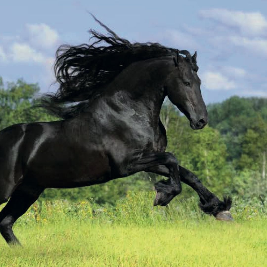 Ein schwarzes Pferd mit langer, wehender Mähne galoppiert über eine grüne Wiese