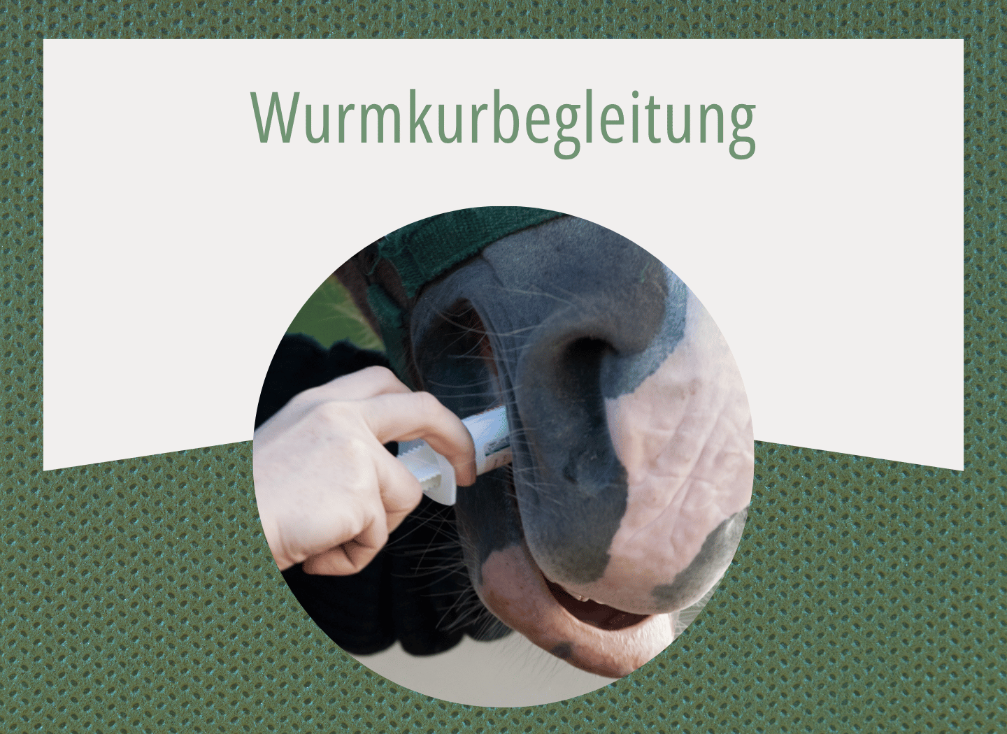 Hand verabreicht einem schwarz-weißen Pferd eine Wurmkur-Paste per Spritze ins Maul