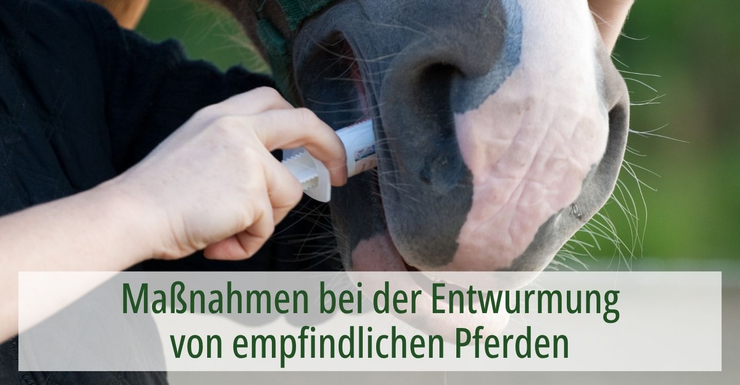 Ein Mensch der einem Pferd eine Wurmkur mit einer Spritze ins Maul gibt. Der Text "Maßnahmen bei der Entwurmung von empfindlichen Pferden" weist auf den Fachbericht hin..