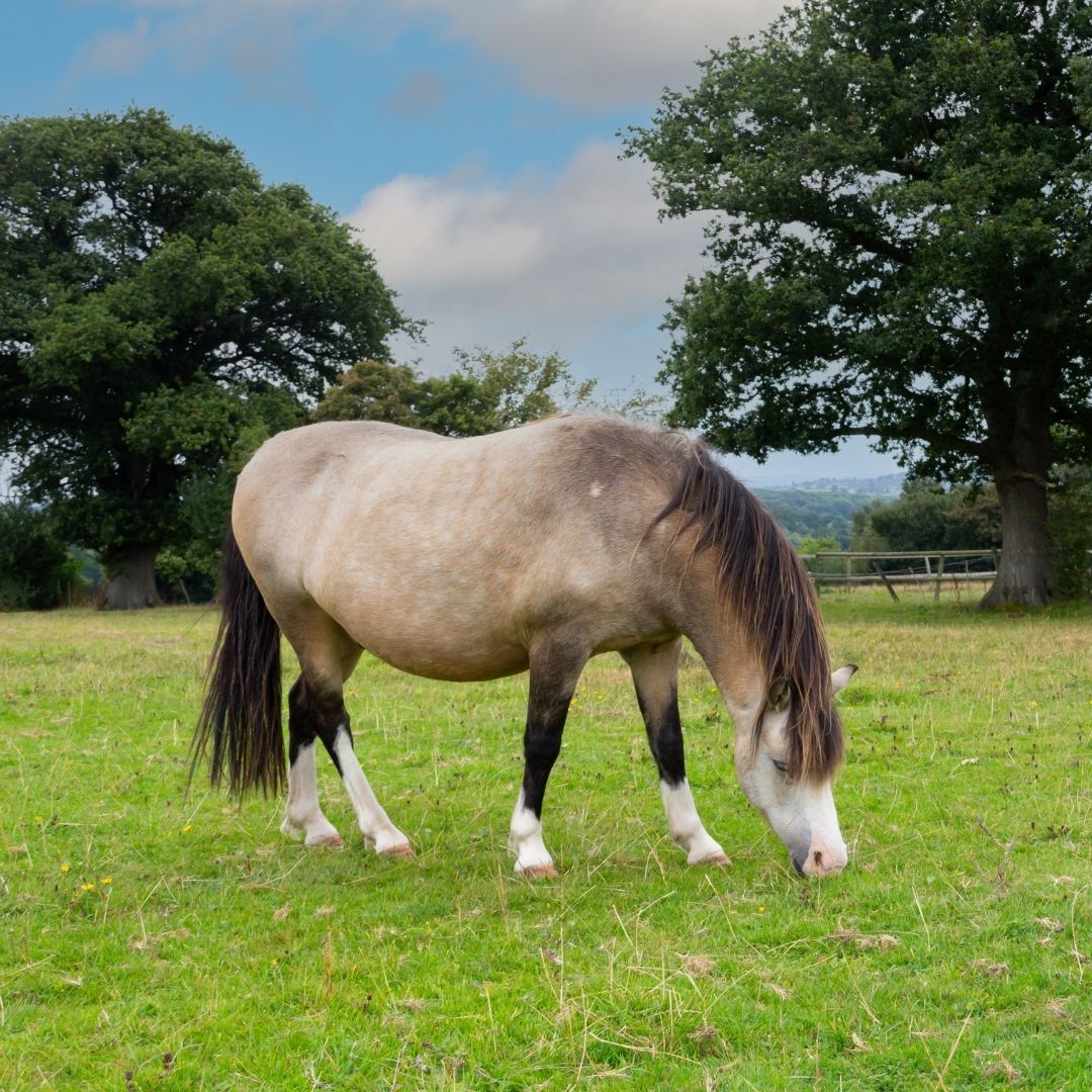 Ein falbfarbenes Pony mit dunkler Mähne grast auf einer grünen Wiese zwischen zwei großen Bäumen