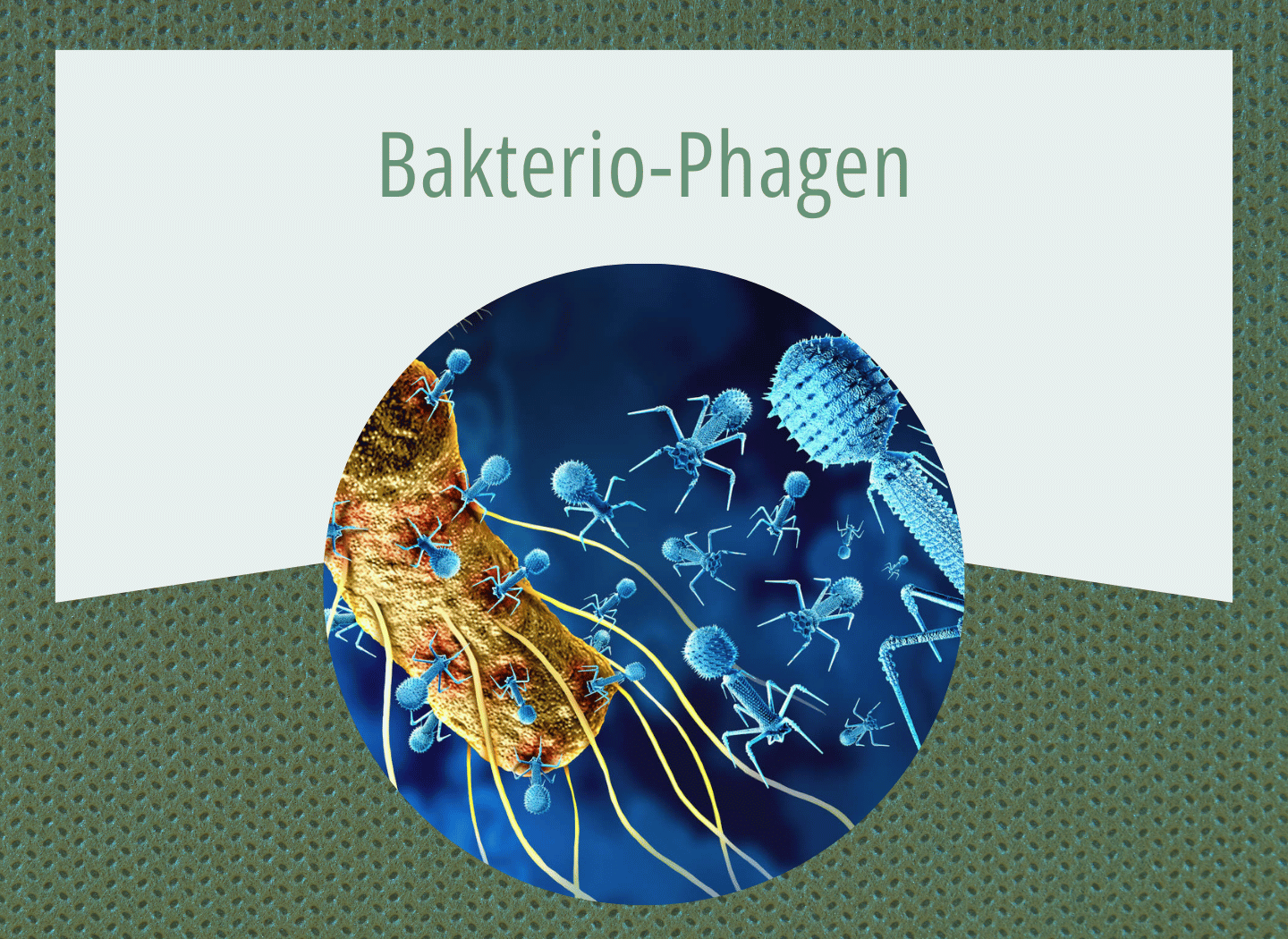 Digitale 3D-Illustration von Bakteriophagen, die eine Bakterienzelle befallen