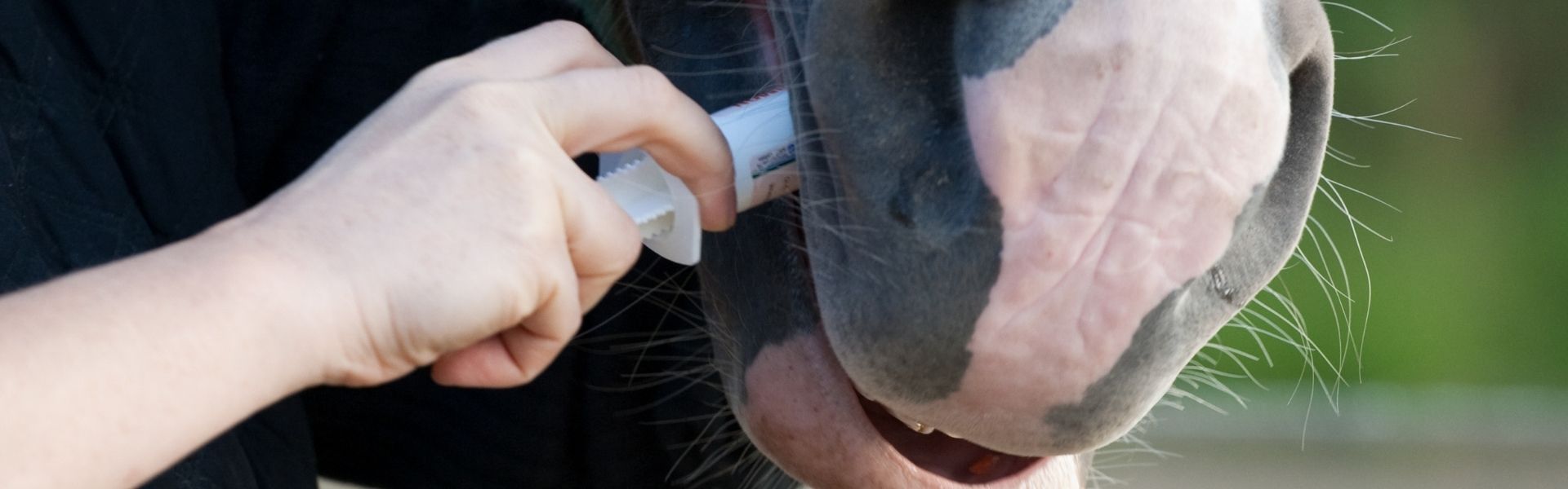Eine Hand verabreicht einem Pferd eine Paste per Spritze direkt ins Maul
