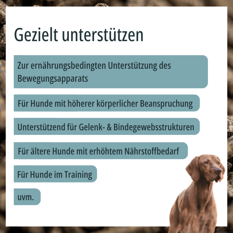 Hund zu HBD Vital® MoveVital Dog: Einsatzbereiche u. a. bei höherer körperlicher Beanspruchung, für ältere Hunde sowie für Hunde im Training