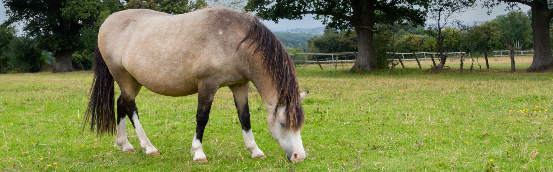 Ein falbfarbenes Pony mit dunkler Mähne grast auf einer grünen Wiese zwischen zwei großen Bäumen