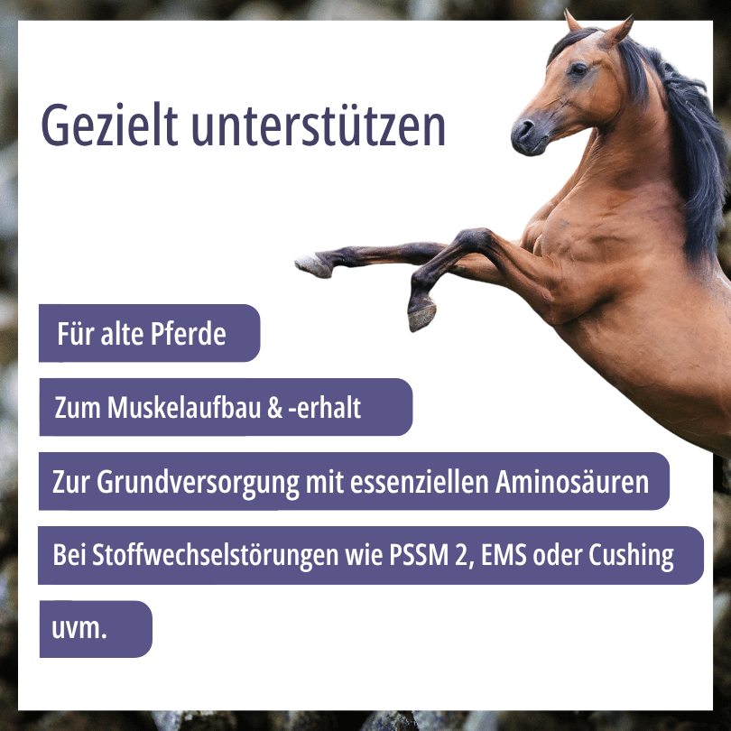 Springendes Pferd zu HBD Vital® Amino+: Einsatzbereiche für ältere Pferde, Muskelaufbau, Grundversorgung mit Aminosäuren und Pferde mit besonderem Stoffwechsel