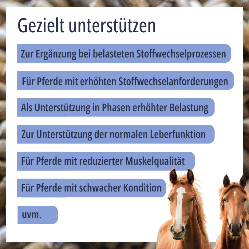 Zwei Pferde zu HBD Vital® Mariendistelfrucht: Einsatzbereiche u. a. in Phasen erhöhter Belastung, zur Unterstützung der normalen Leberfunktion sowie für Pferde mit schwacher Kondition