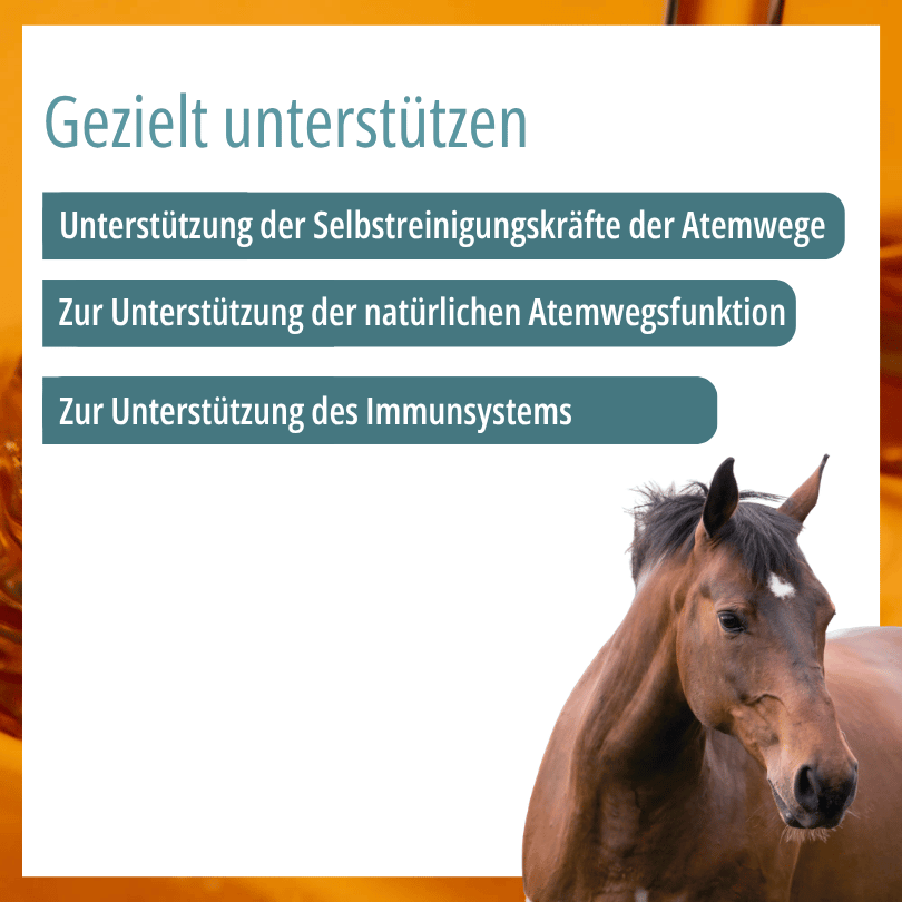 Pferd zu HBD Vital® BronchoAkut: Unterstützung der Selbstreinigungskräfte und der natürlichen Funktion der Atemwege
