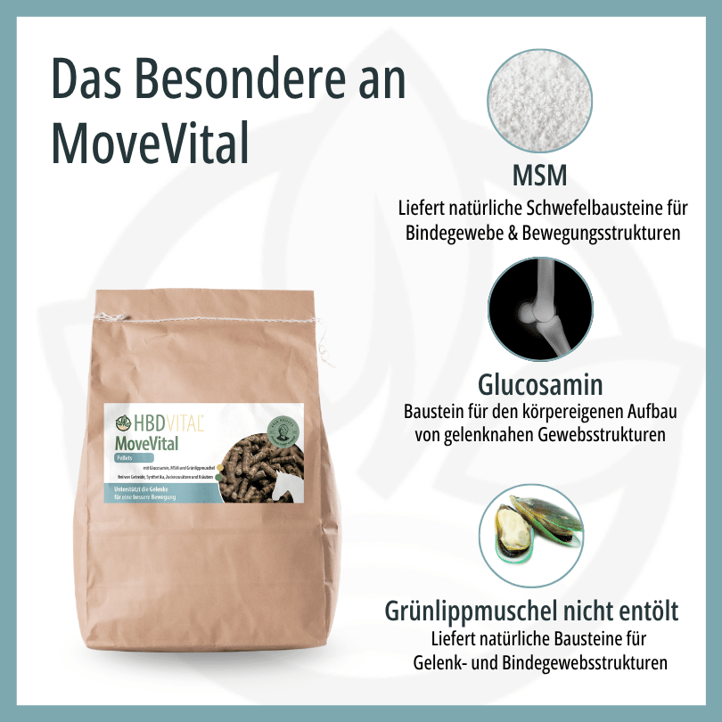 Infografik zu HBD Vital® MoveVital: MSM liefert natürliche Schwefelbausteine für Bindegewebe, Glucosamin als Baustein für gelenknahe Gewebsstrukturen und nicht entölte Grünlippmuschel für Gelenk- und Bindegewebsstrukturen