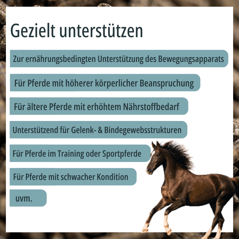 Galoppierendes Pferd zu HBD Vital® MoveVital: Einsatzbereiche u. a. bei höherer körperlicher Beanspruchung, für ältere Pferde sowie für Sport- und Trainingspferde