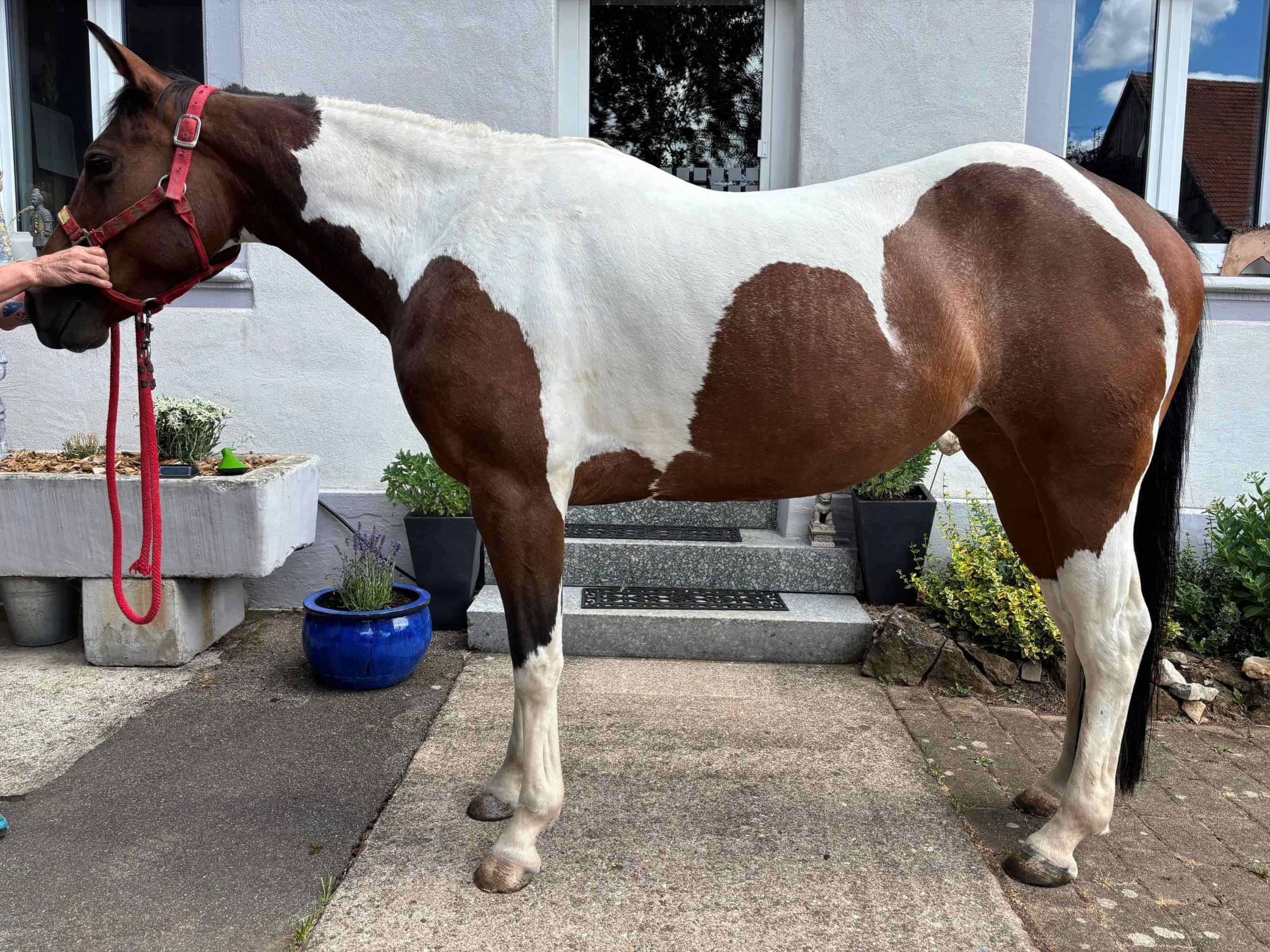 Paintstute Haida in Seitenansicht vor einem Haus, mit glattem, gesundem Fell und rotem Halfter