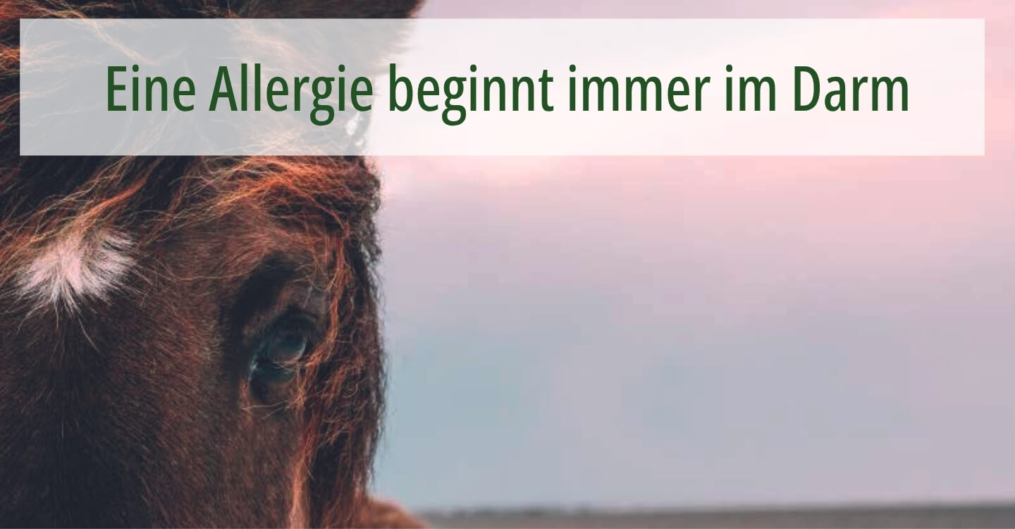 Ein brauner Pferdekopf vor einem Sonnenuntergang mit dem Hinweis auf den Fachbericht_ Eine Allergie beginnt immer im Darm